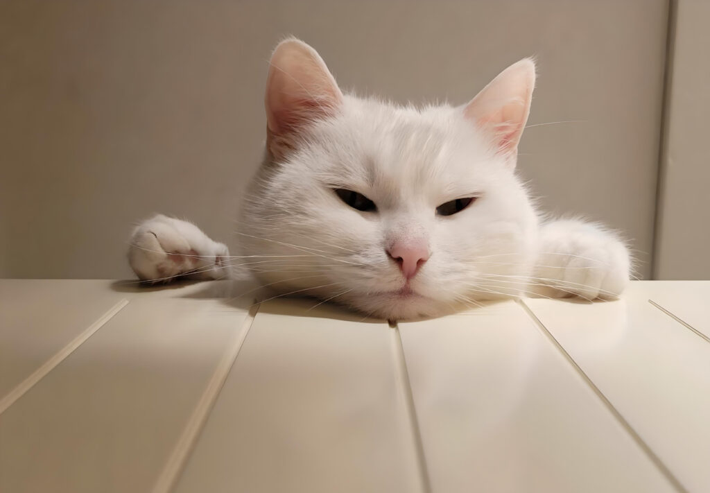 Hvit katt Melis hviler hodet på et bord, ser rolig og fredelig ut