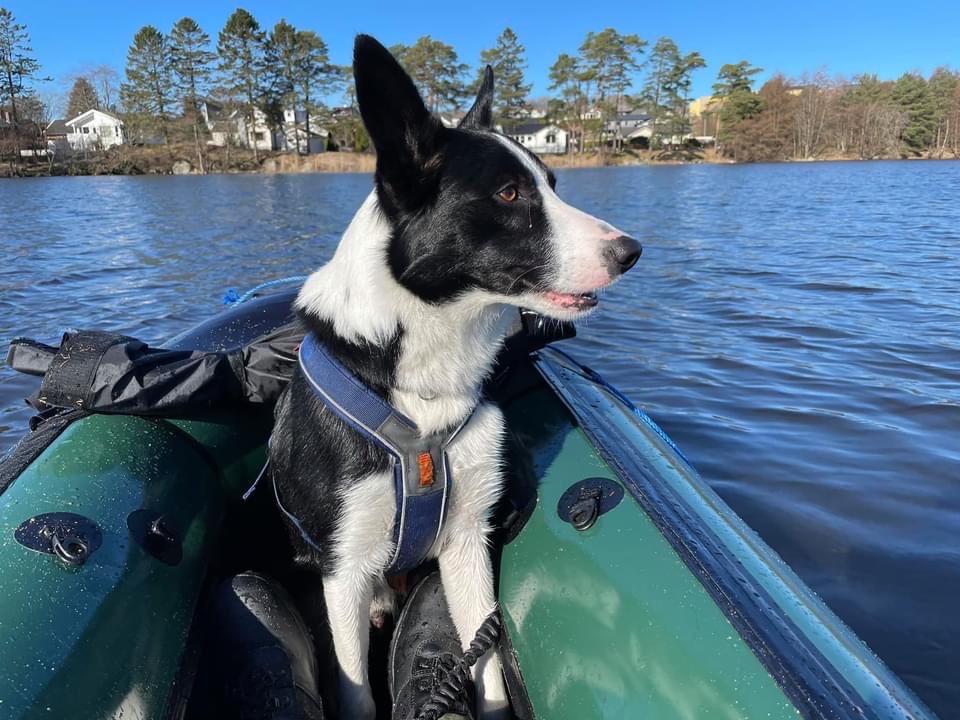 Hugo, en svart og hvit Border Collie, nyter en båttur.