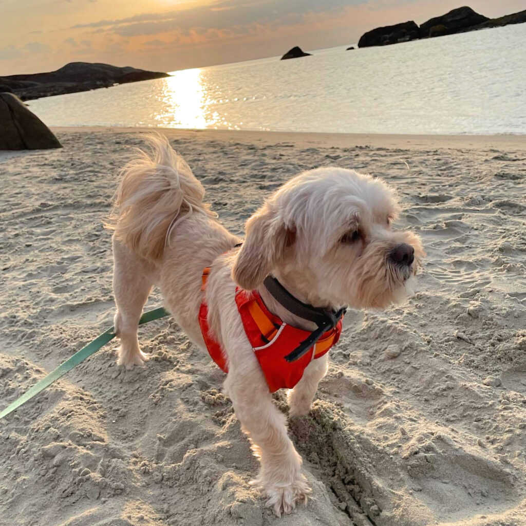 Maggie på stranden ved solnedgang.