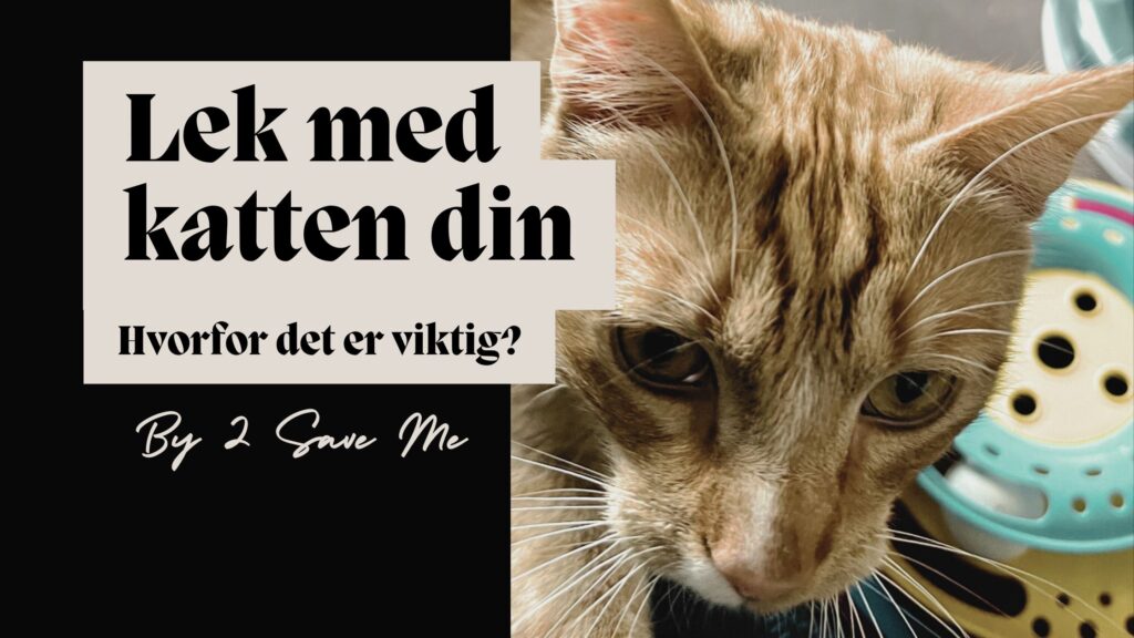 Lek med katten