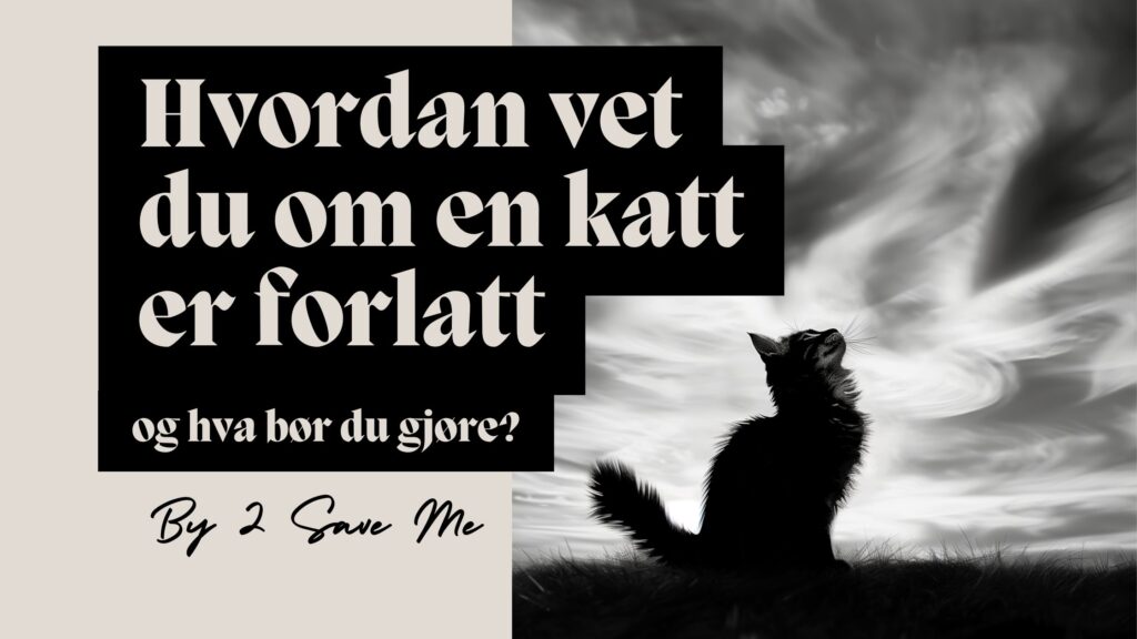 hvordan vet katt er forlatt