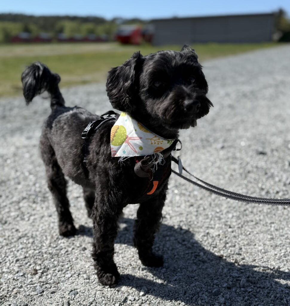 Liten svart krøllete hund med fargerikt skjerf og svart sele står på grusveien