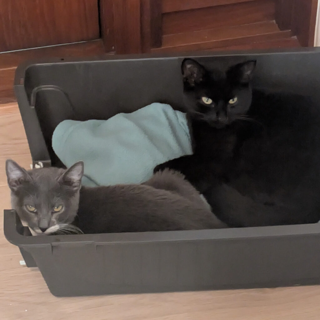 Grå katt Reese og svart katt Mowgli ligger sammen i en seng i fosterhjem.