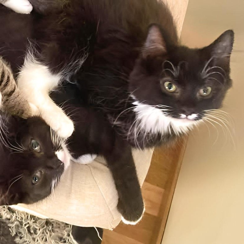 Katter Opal og Olette hviler sammen, Sandnes shelter Rogaland