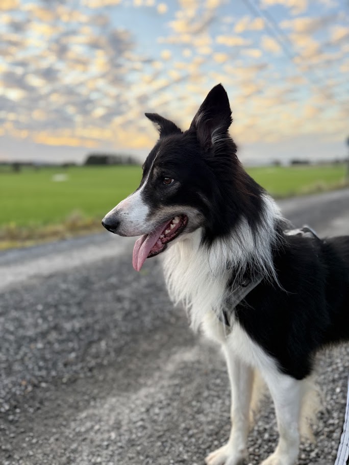 Aktiv Border Collie Leo til omplassering Rogaland