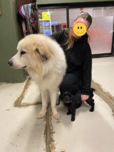 Hvit hund står innendørs mens person sitter på huk ved siden av