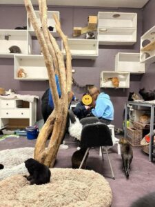 Katt sitter på klatrestativ ved siden av trestokker