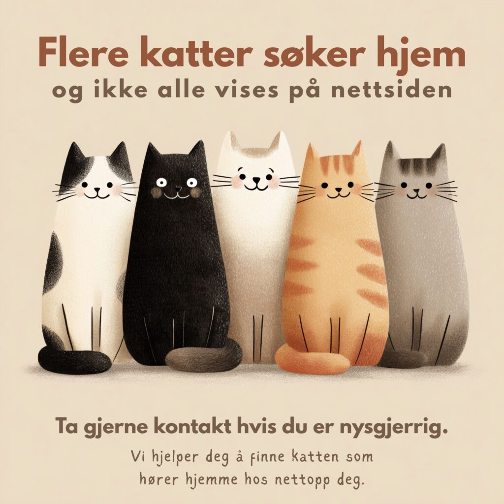 Flere katter søker hjem