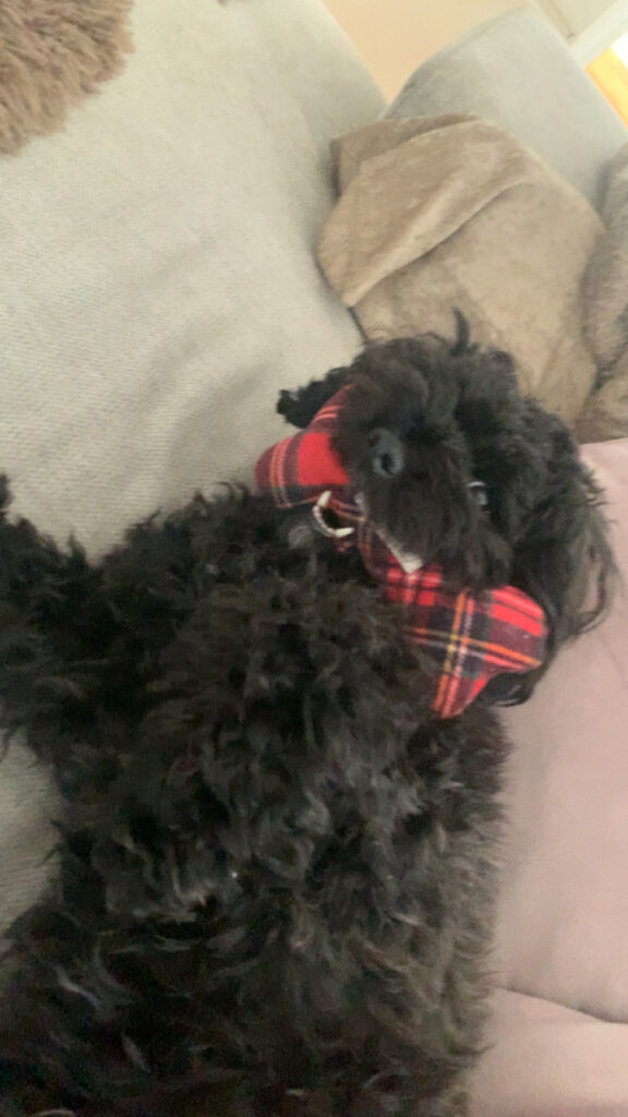 Liten svart hund med krøller ser rolig mot kamera.