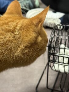 Nærbilde av katt som sitter tett inntil metallstativ