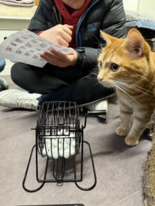 Katt står med forpotene på metallstativ mens person holder kort