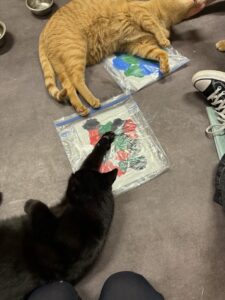 Katt beveger seg mellom pappmaterialer under aktivitet