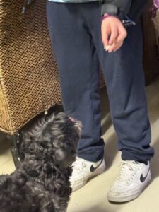 Hund ligger tett inntil ungdom som sitter på gulvet