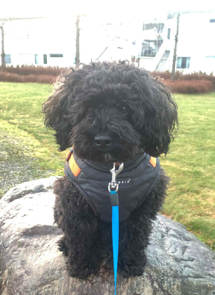 Hund Enzo ser oppmerksomt omkring