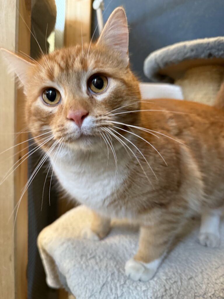 Katt Matcha søker kontakt med mennesker i 2 Save Me shelter Sandnes