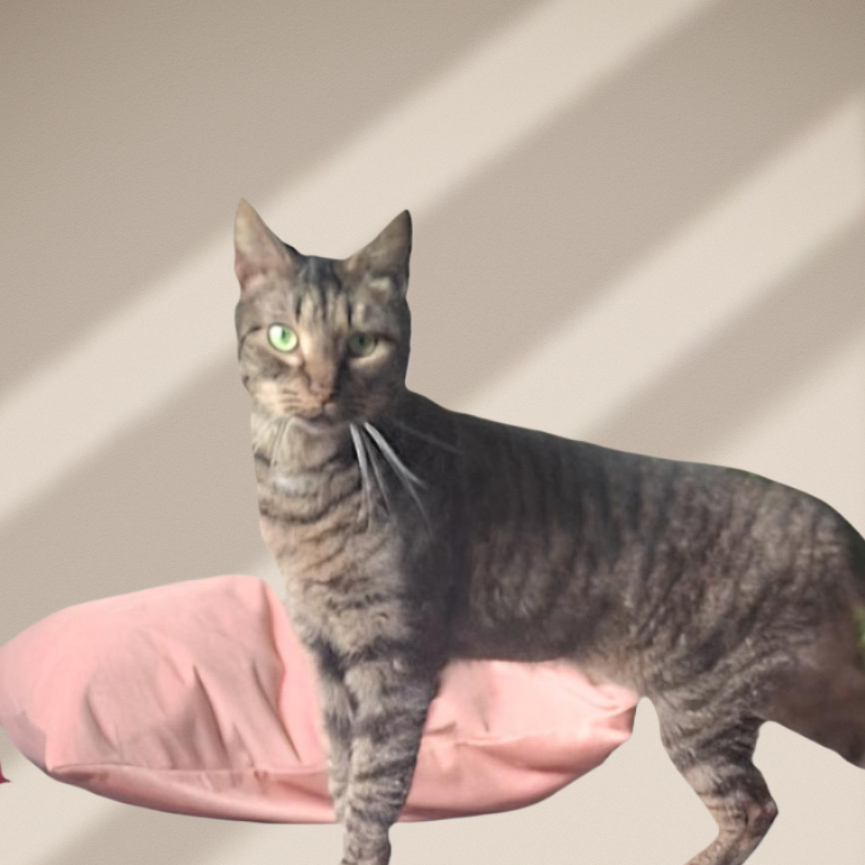 Jack står fremme og ser mot kamera, katt til omplassering i Rogaland