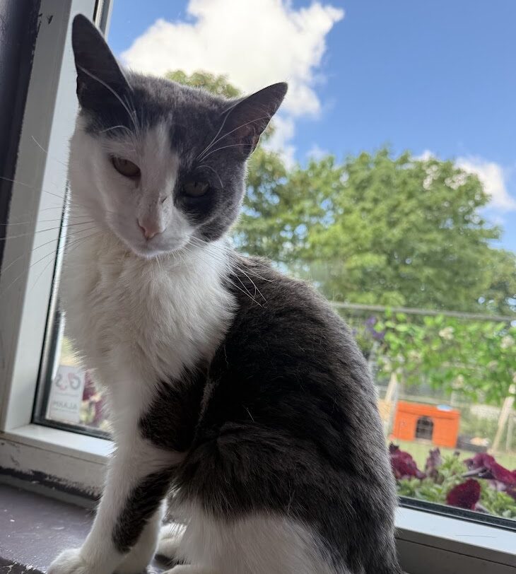 Katt Magic sitter rolig ved et vindu på shelter i Sandnes