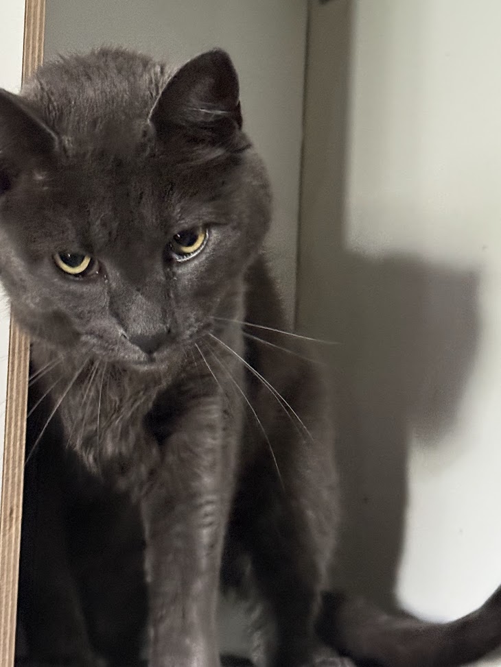 Grå katt Egon med uttrykksfulle øyne hos 2 Save Me i Rogaland