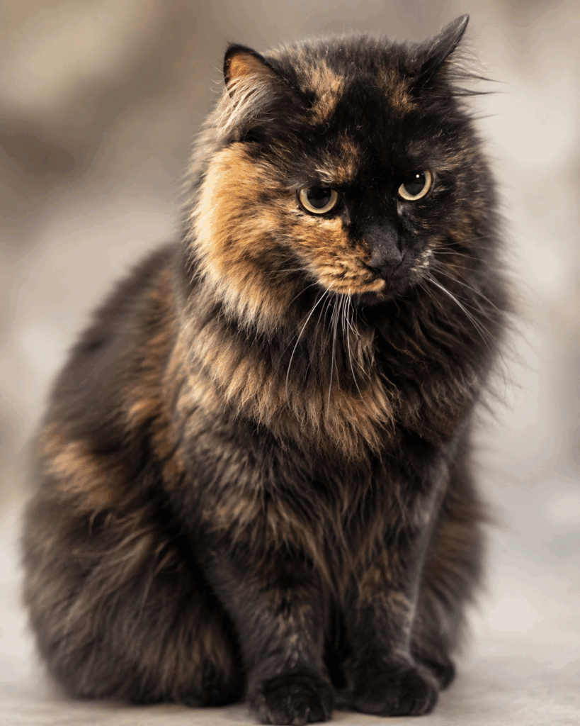 Katt Eris hos 2 Save Me i Rogaland, vakker langhåret skilpaddekatt til omplassering