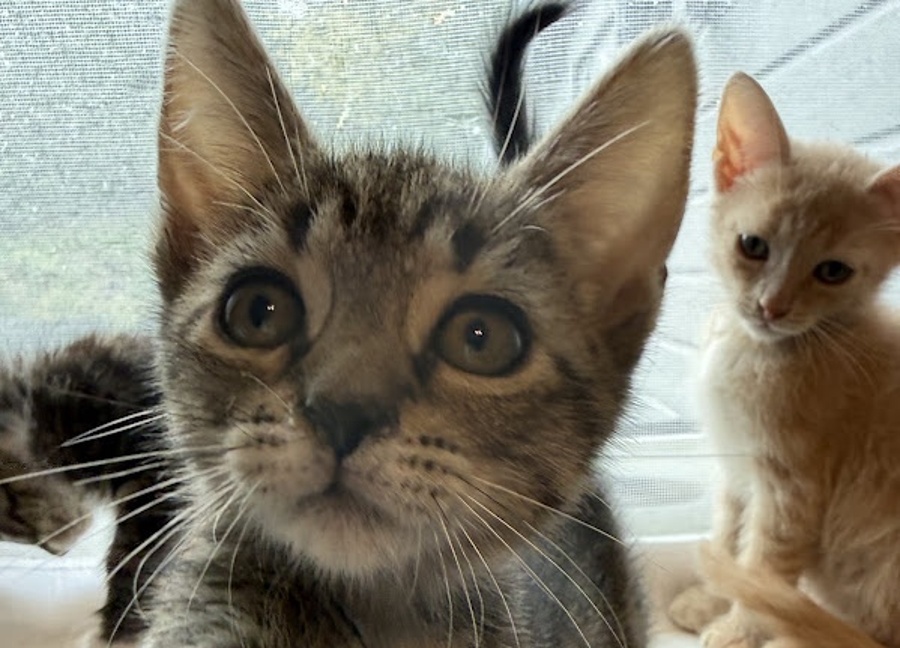 Kattungen Brownie ser nysgjerrig mot kameraet