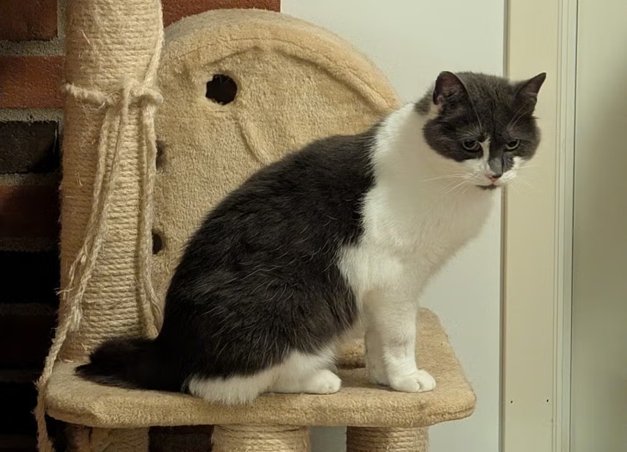 Buffy, en grå og hvit katt, sitter på klorestativet