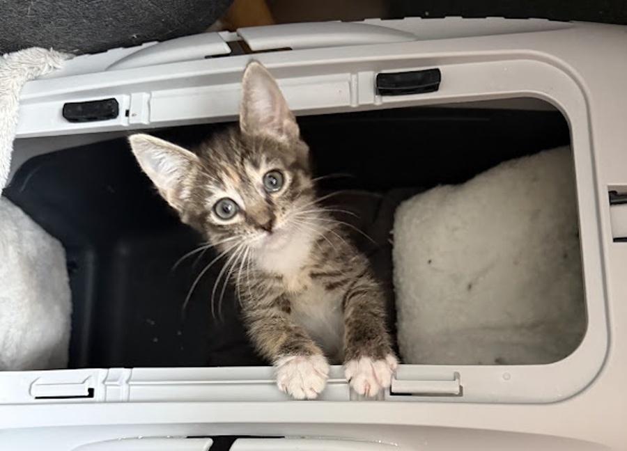 Kattungen Donut titter ut av et transportbur hos 2 Save Me