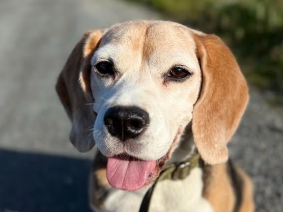 Beaglen Jackson ute, med hele hodet og ørene synlige.