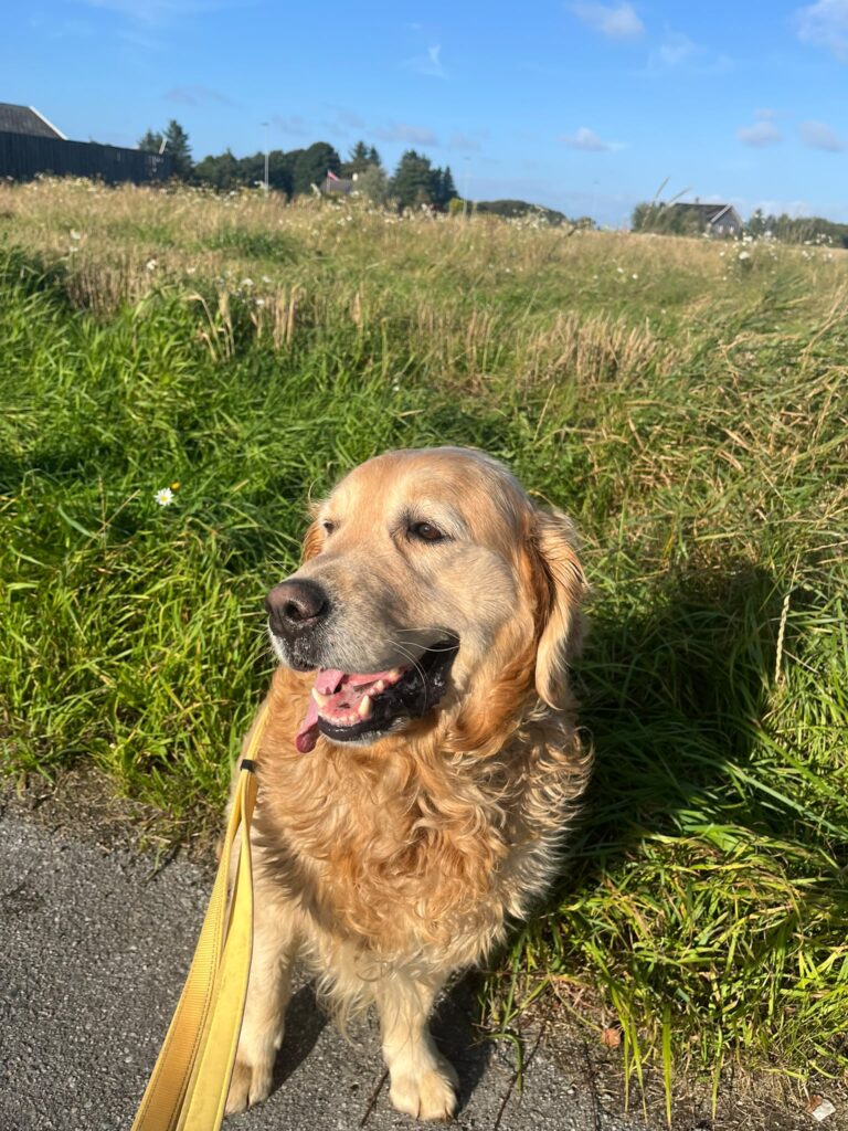 Portrett av Lucifer, en gyllen golden retriever ute ved en eng.