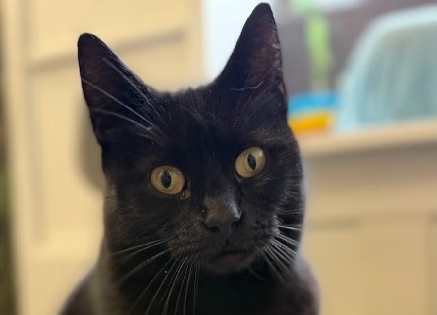 Martha Louise, en svart katt med gylne øyne