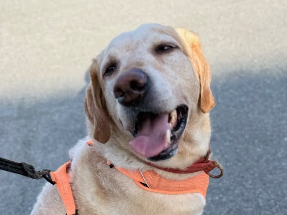 Labradoren Ori med oransje sele, med hele ansiktet synlig.