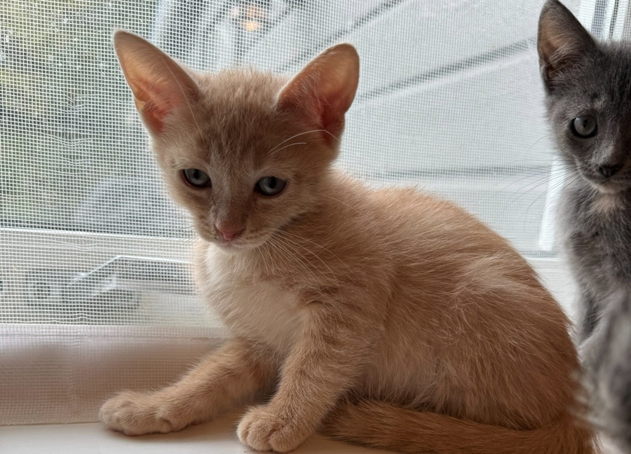 Toffee, en lys oransje kattunge, sitter i vinduskarmen