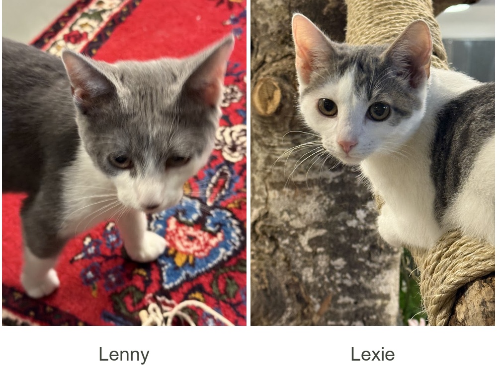 Lenny til venstre og Lexie til høyre – to grå og hvite kattunger.