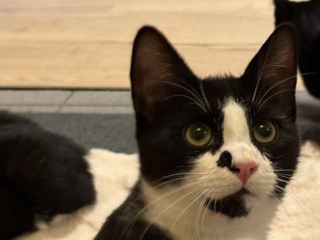 Portrett av kattungen River med hele ansiktet og begge ørene synlige.